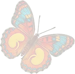 transparent butterfly